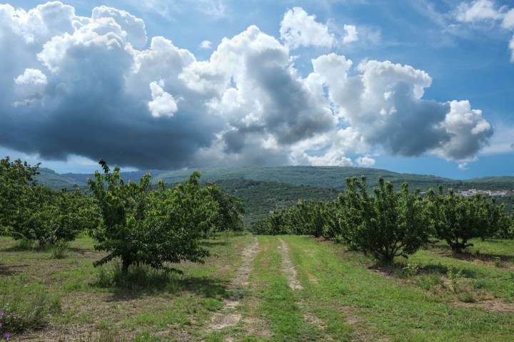 El Valle del Jerte no sólo está espectacular con la floración, también con la cereza madura.