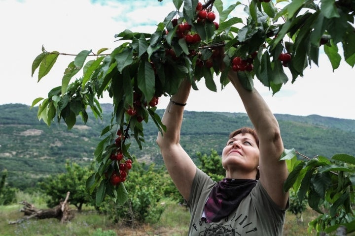 Los cerezos crecen rodeados de las montañas del valle.