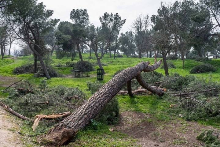 Tras Filomena, es habitual ver en parques y jardines árboles destrozados por el temporal. Foto: Alfredo Cáliz.