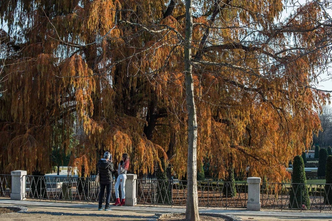 El ahuehuete de Moctezuma, el árbol más viejo del Retiro. Foto: Alfredo Cáliz.