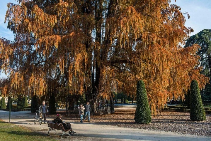 El ahuehuete de Moctezuma, el árbol más viejo de Madrid. O del Retiro. Foto: Alfredo Cáliz.