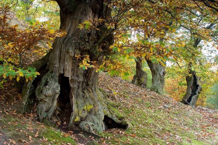 Su tronco puede alcanzar los 30 metros de altura. Foto: Agefotostock.