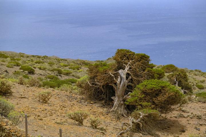 Varias sabinas sobre una ladera de El Hierro, donde se aprecian sus formas extrañas