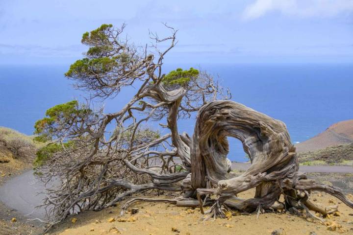 Una sabina en la zona occidental de la isla muestra a través de la forma de su tronco su lucha contra el viento