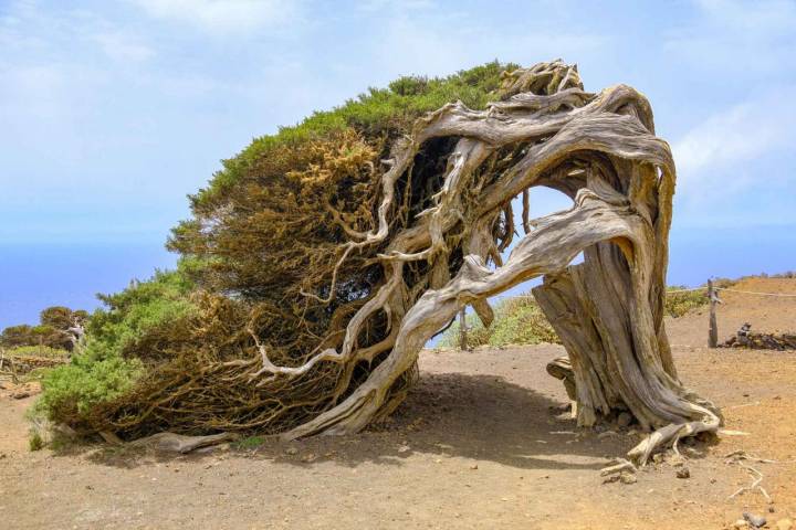 La Sabina, con su tronco vencido por el viento, es el símbolo turístico de El Hierro