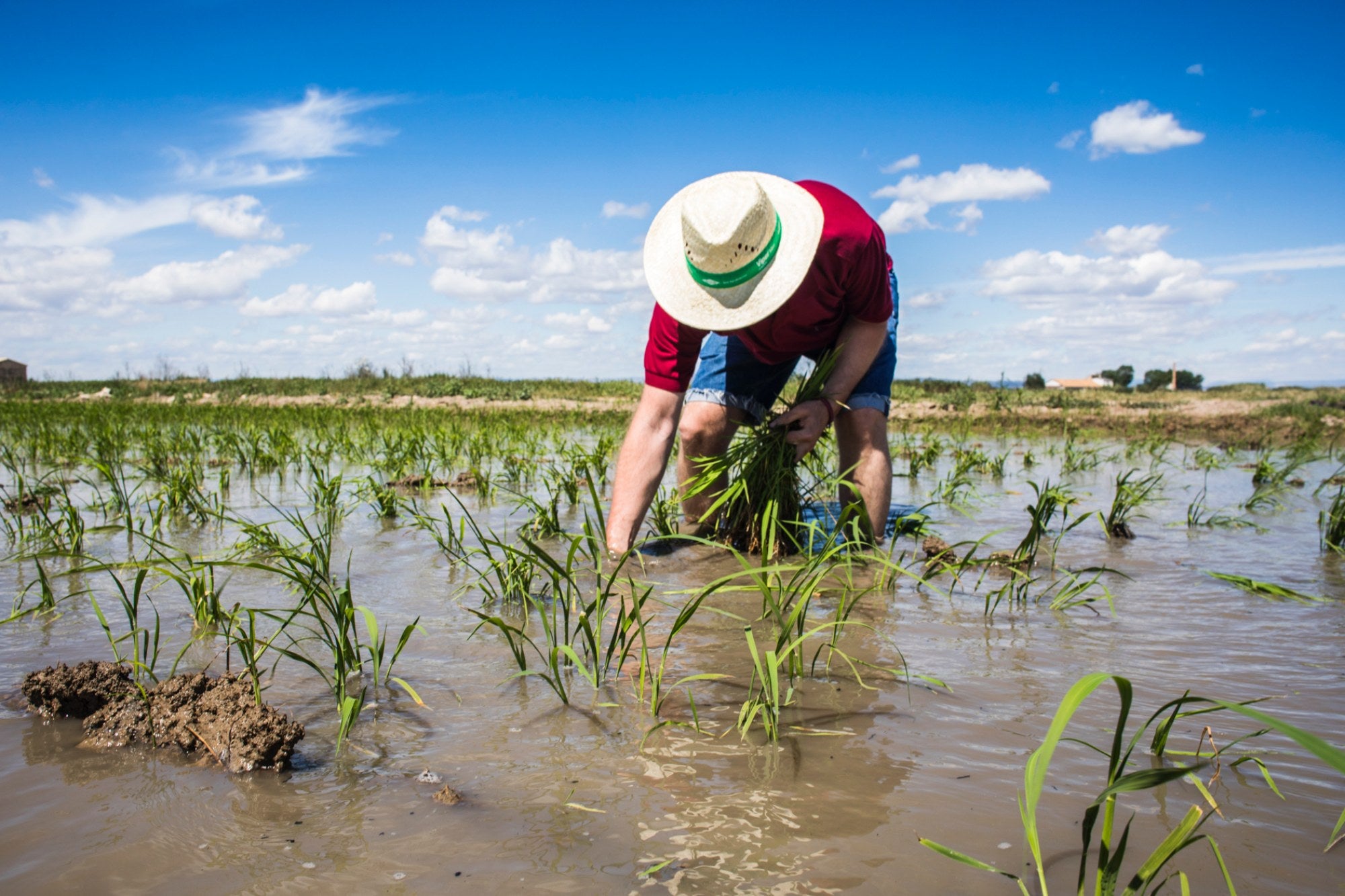 El motor que da vida al corazón de L’Albufera