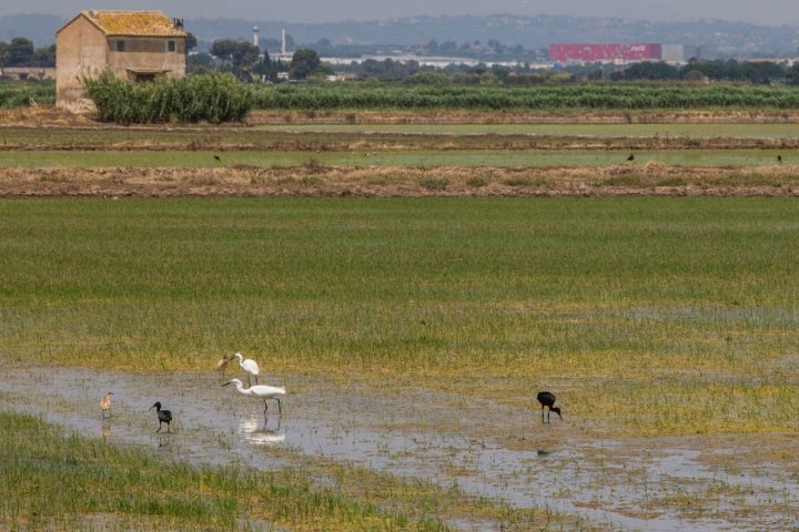 Aves en los arrozales