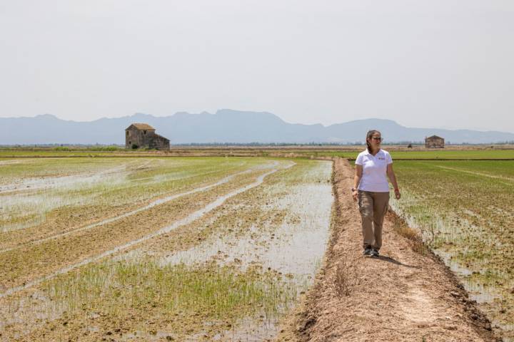Caminata entre las plantaciones de arroz