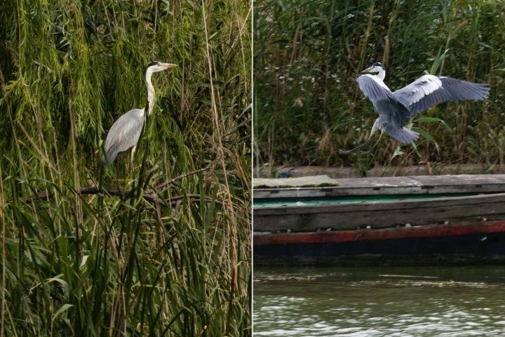 Dos ejemplares de garzas en la Albufera