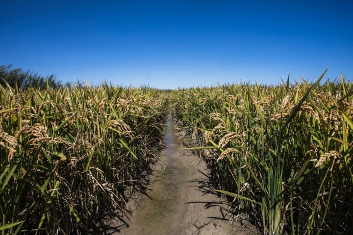 Plantaciones de arroz en septiembre