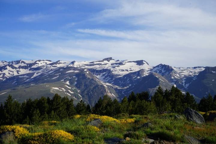 Ascenso al Mulhacén: Campos de piornos y bosques de pinos bajo el Pico Veleta