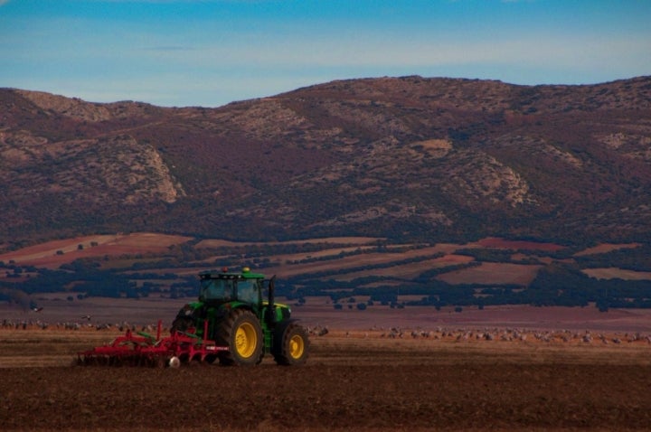 Avistamiento de grullas en Gallocanta: escarbando en los campos labrados