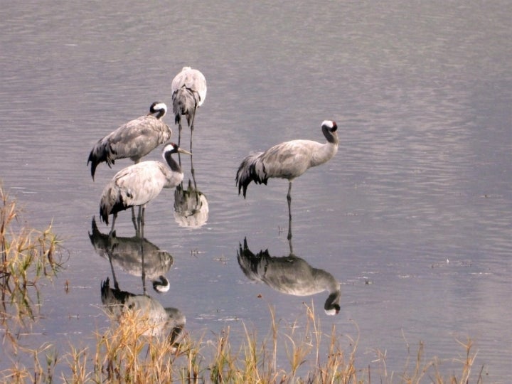 Avistamiento de grullas en Gallocanta: grullas alimentándose