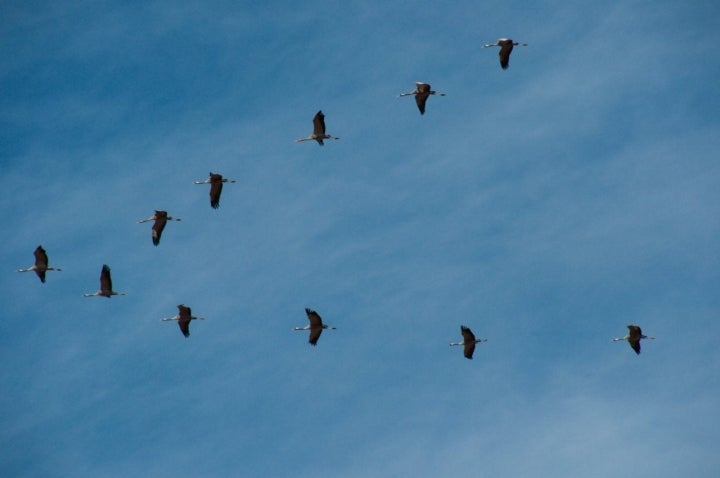 Avistamiento de grullas en Gallocanta: formación de escuadrón en V