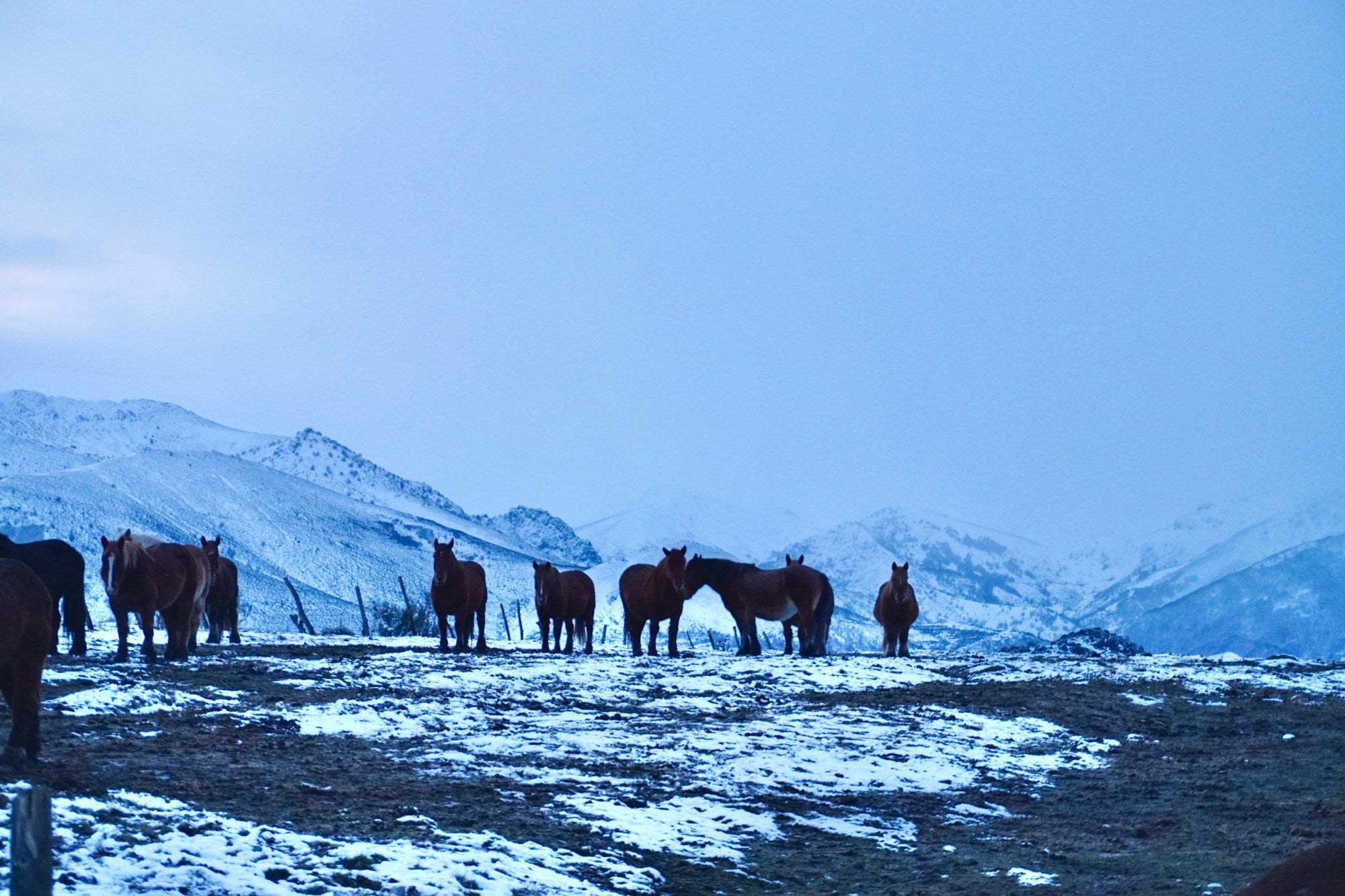 Caballos en la estepa de León