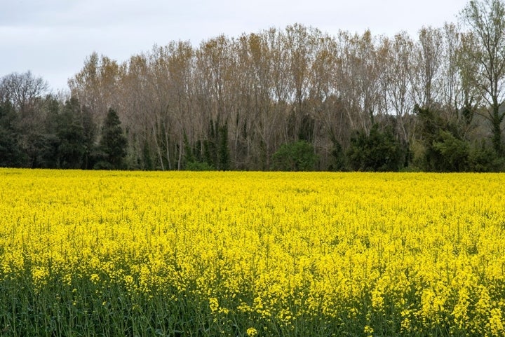 Cuando la primavera ha sido húmeda, los campos de colza estallan como nunca.