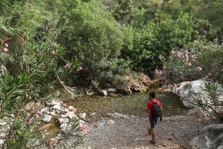 Las flores de las adelfas impulsan la sensación de paraíso. 