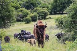 Bisontes, búfalos y caballos en Riaño apertura bisonte