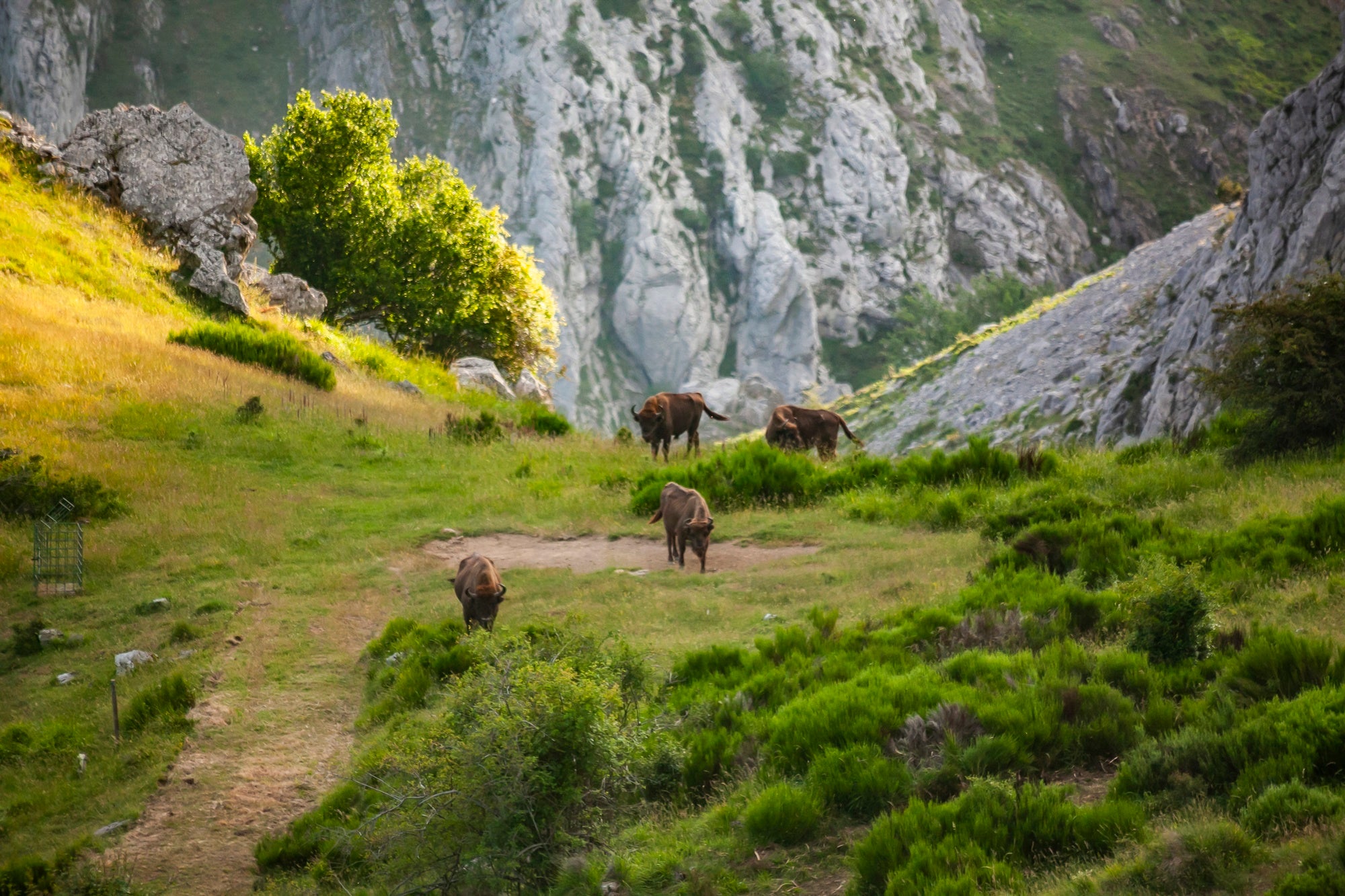 Safari Riaño