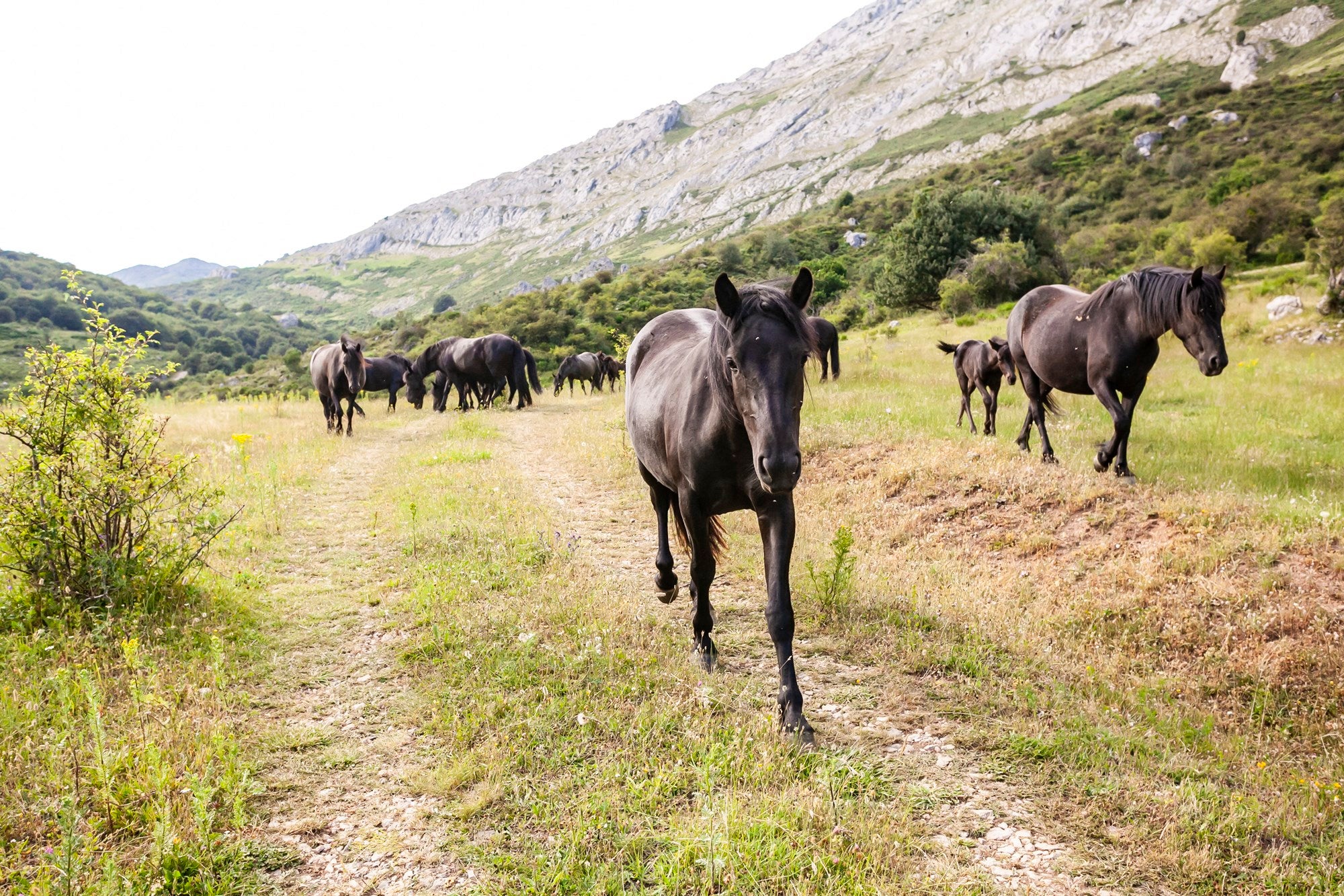 Bisontes, búfalos y caballos en Riaño grupo de caballos