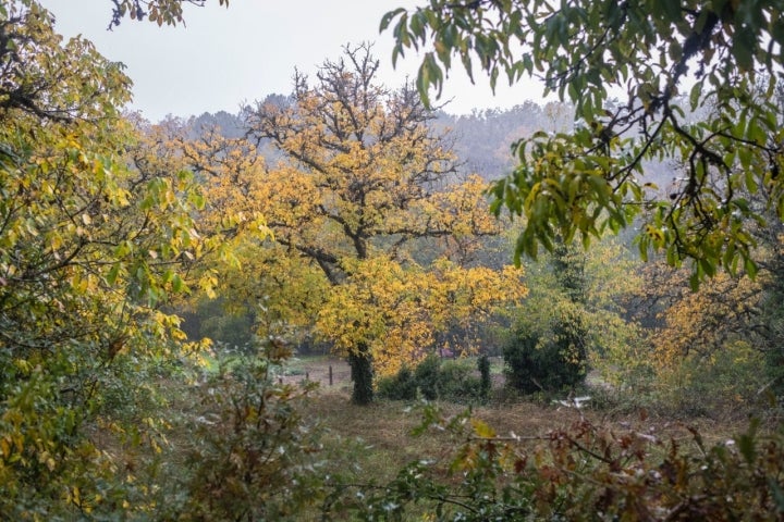 Bosque de Honfría