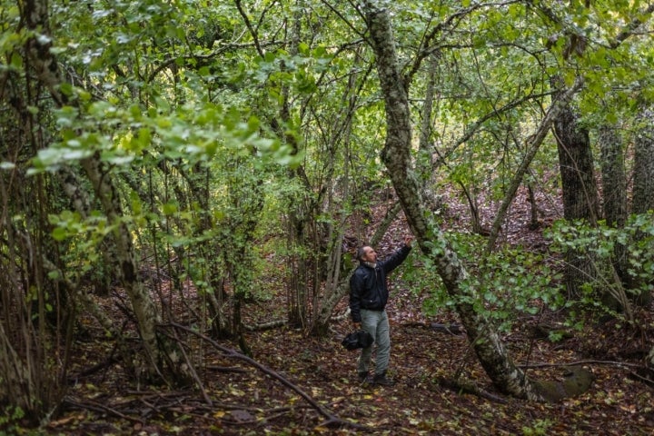 Bosque de Honfría