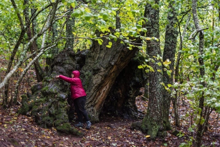 Bosque de Honfría