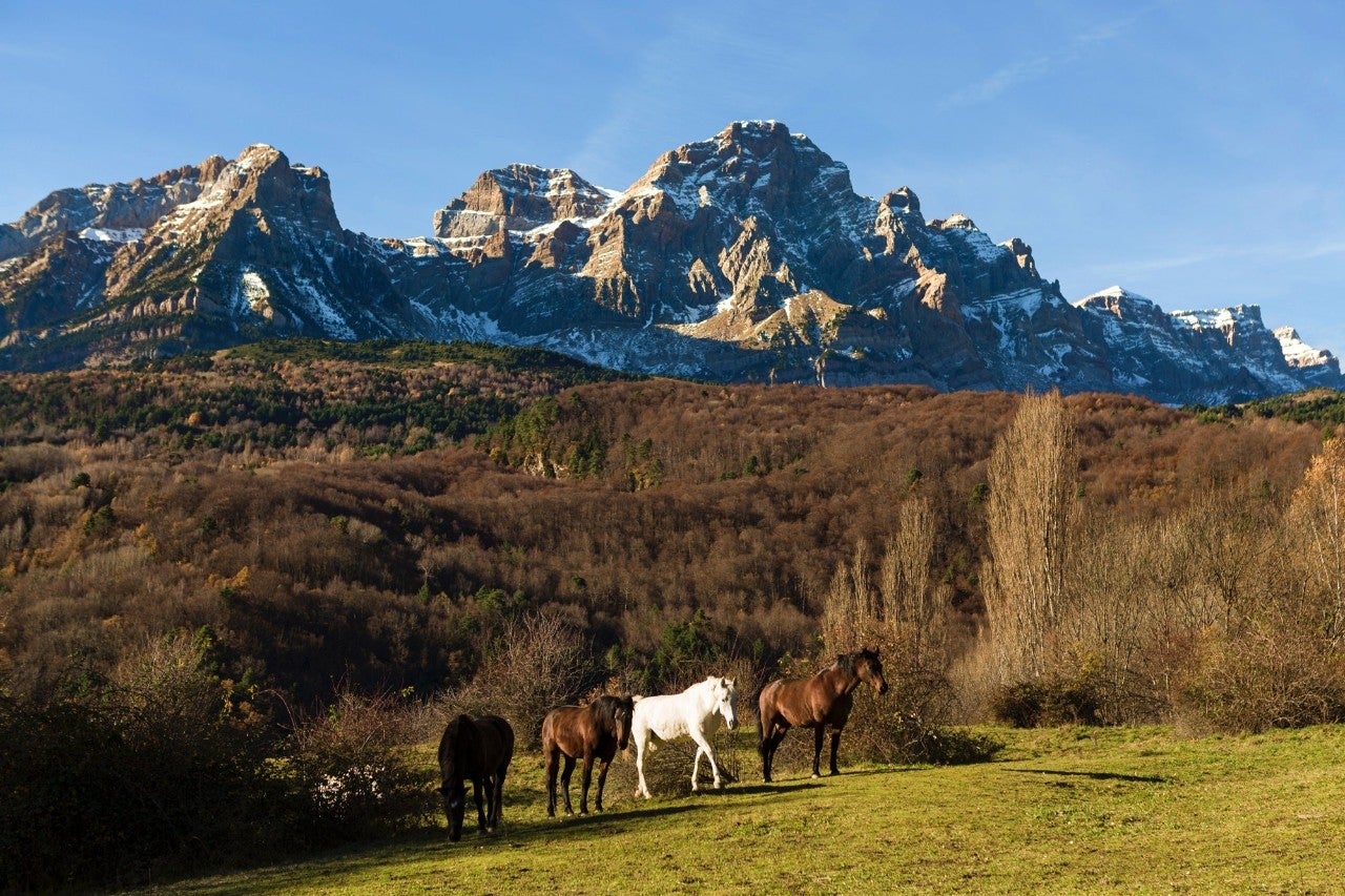 Varios caballos del Centro Ecuestre El Betato 