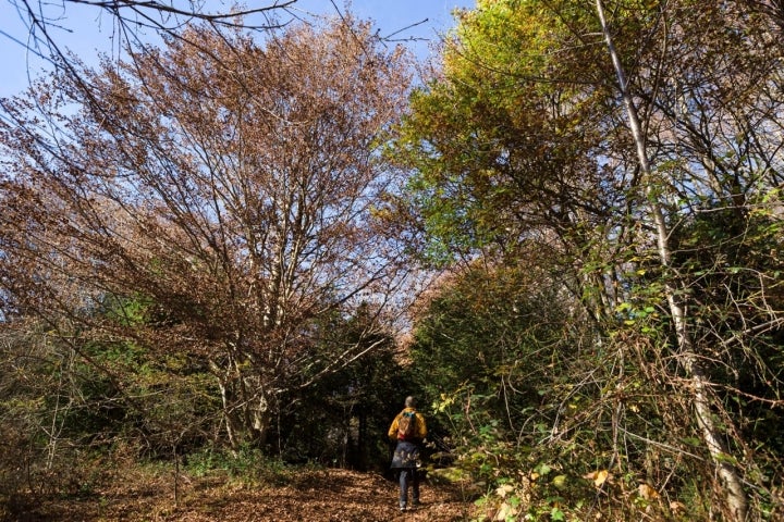 Un senderista camina por el bosque El Betato