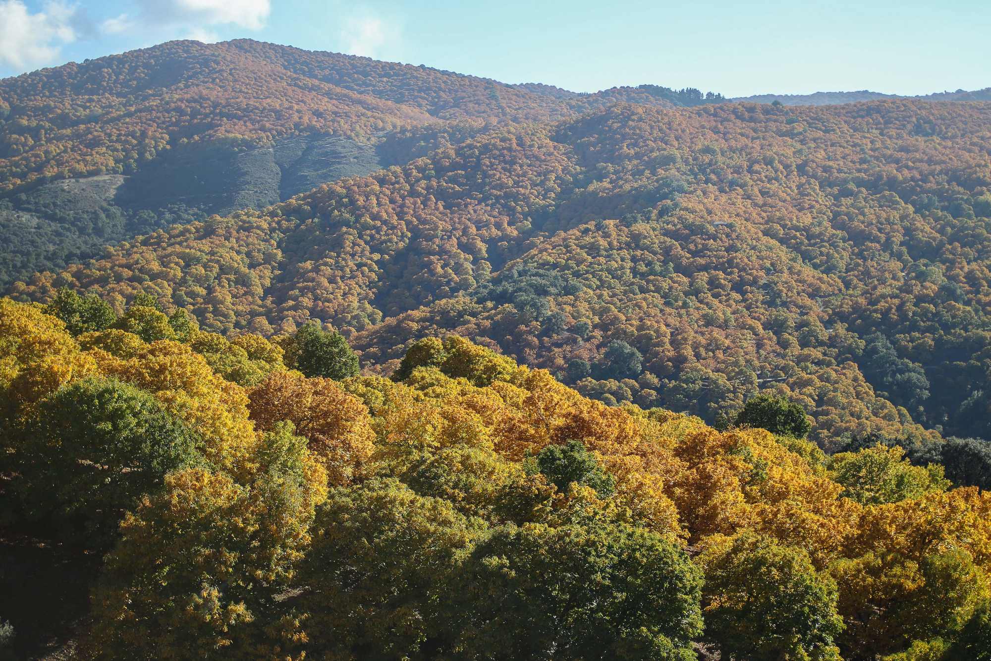 El camino regala vistas al Bosque de Cobre.