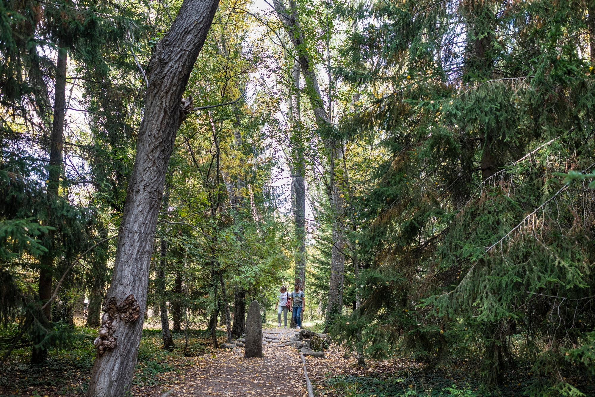 Bosque Finlandés Rascafría abetos