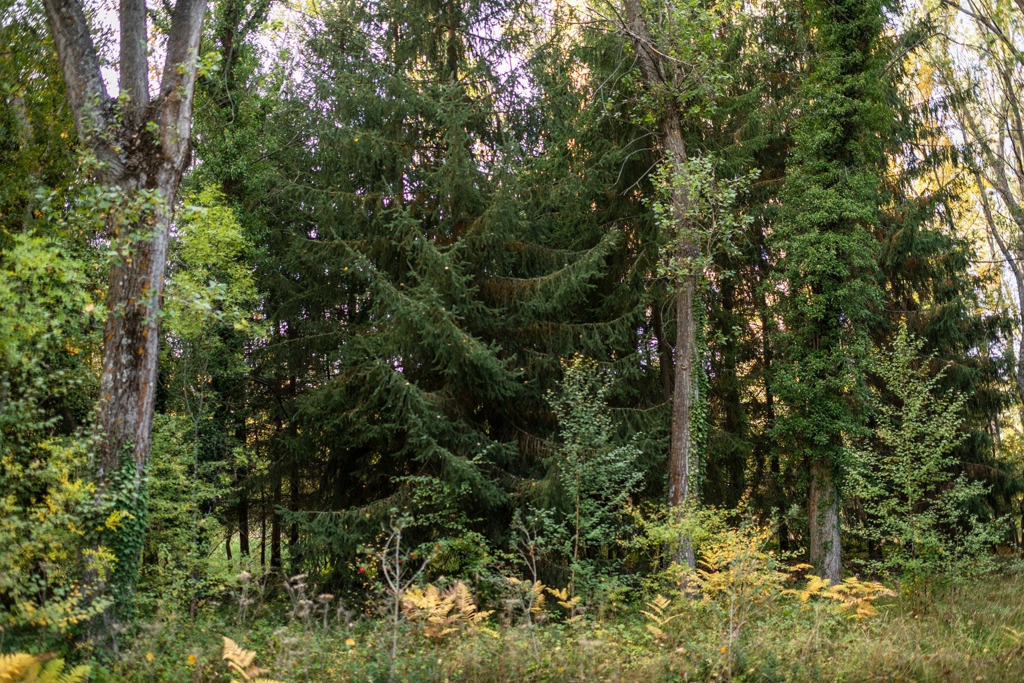 Bosque Finlandés Rascafría árboles verdes