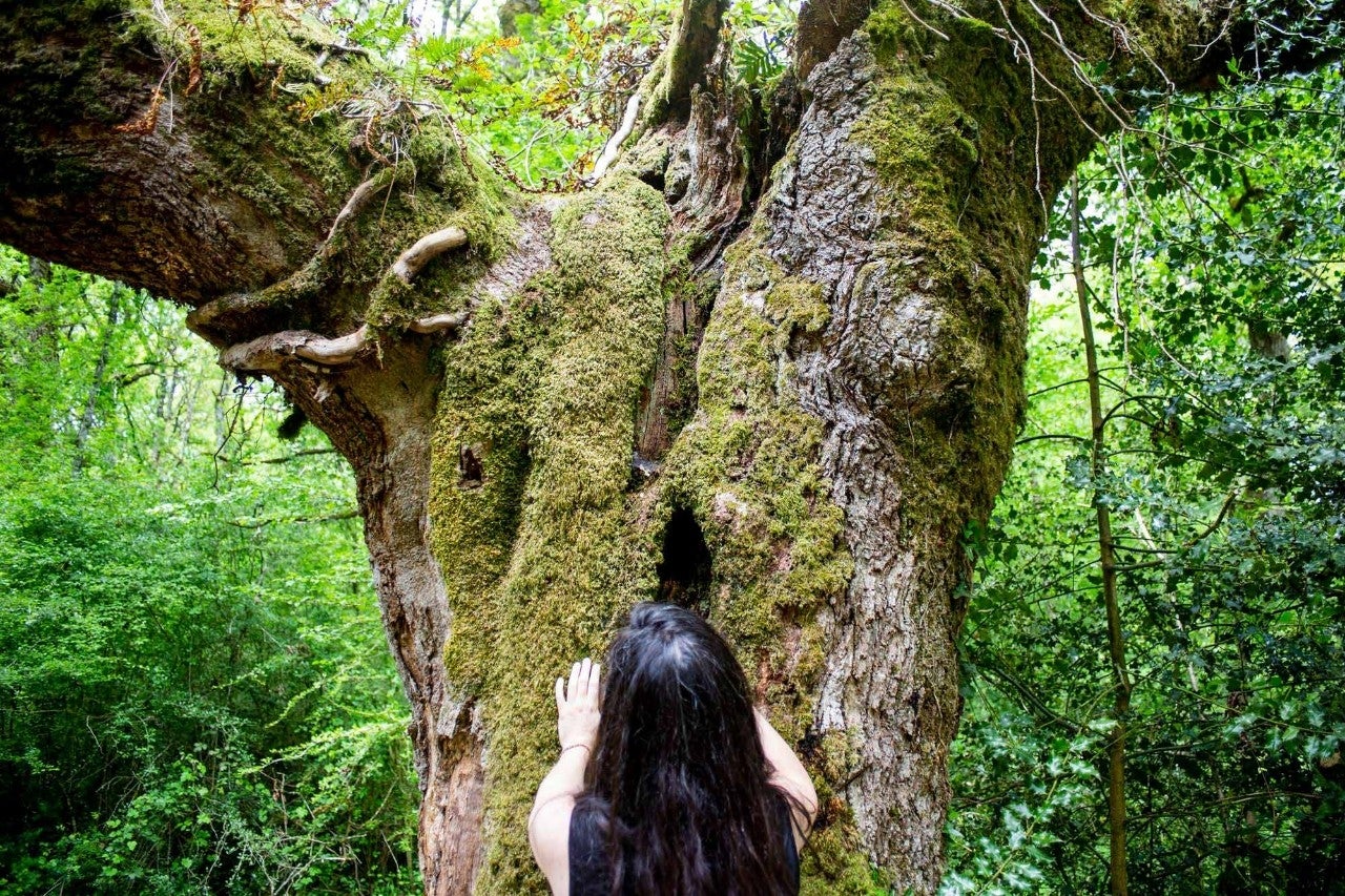 El bosque de Orgi es un robledal cuyos senderos se pueden recorrer en una hora.