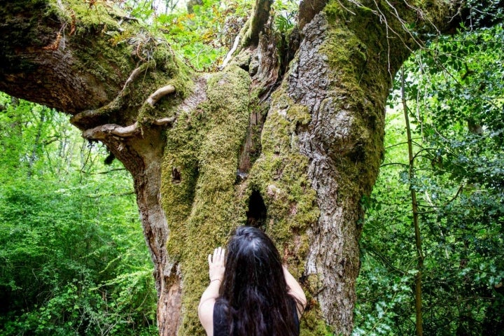 El bosque de Orgi es un robledal cuyos senderos se pueden recorrer en una hora.