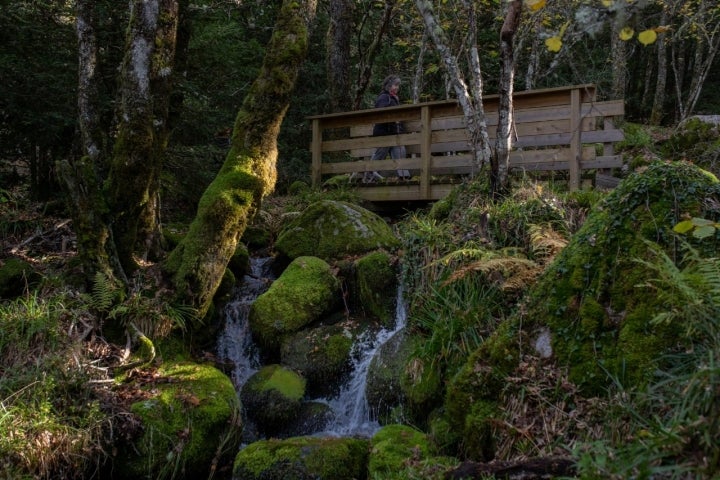 Puente Bosque de Tejedelo