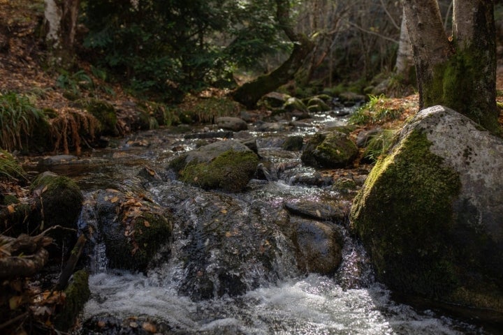 Arroyo Bosque de Tejedelo