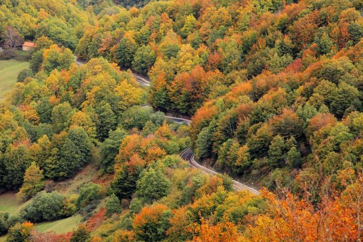 Árboles ancestrales en el valle del Liébana. Foto: Shutterstock
