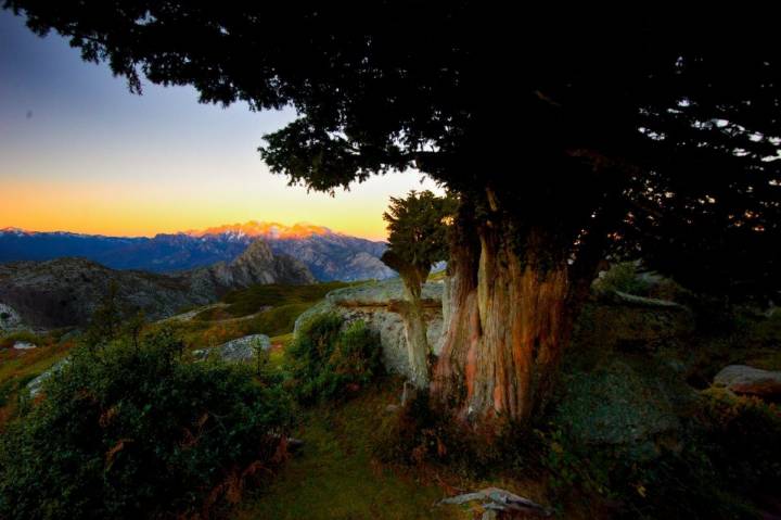 Un amanecer entre tejos con la vista del sol saliendo al fondo, en la Braña de los Tejos, Cantabria.