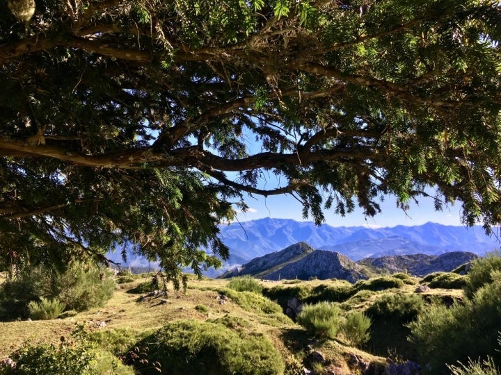 Las montañas palentinas vistas desde la Braña de los Tejos, con un ejemplar centenario, Cantabria.