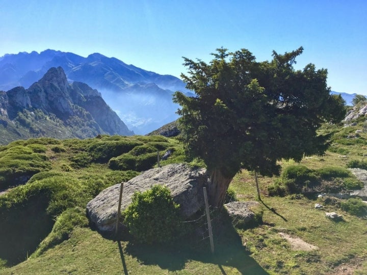 Vistas de la cima de las montañas y un tejo sagrado en la Braña de los Tejos, Cantabria.