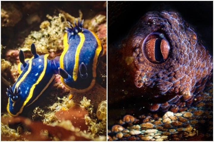 Buceo en Asturias mosaico nudibranquios