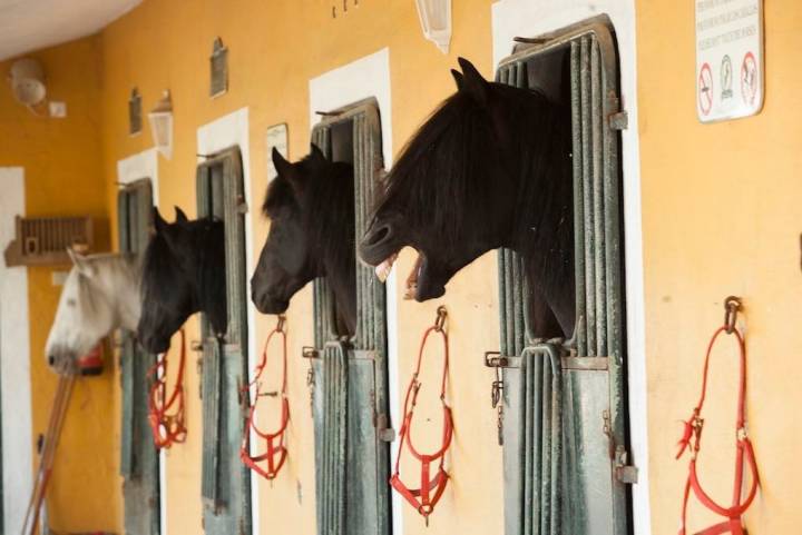 Cabezas azabache y, al fondo, el único caballo español del establo de Son Martolleret.