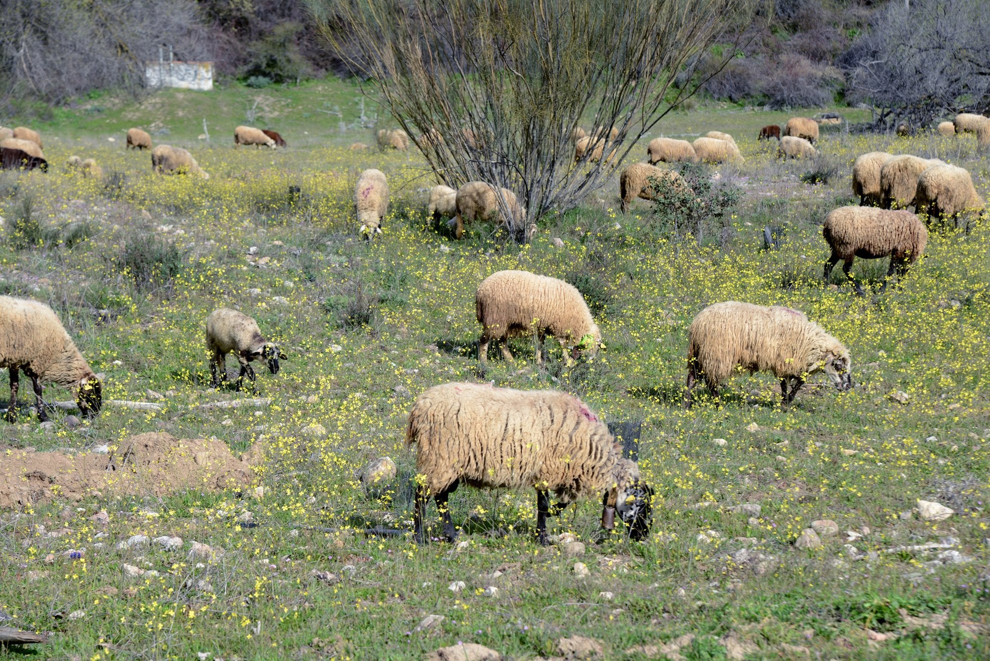 Camino de Santiago Madrileño Etapa 2 ovejas