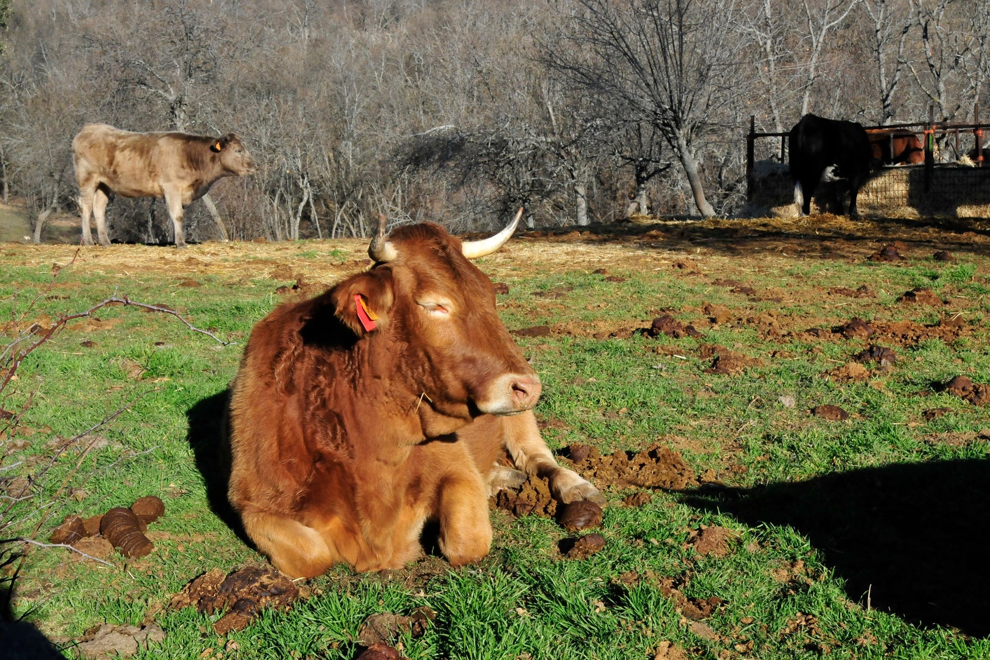 Decenas de vacas pacen en sus fincas mientras los peregrinos ultiman sus esfuerzos.