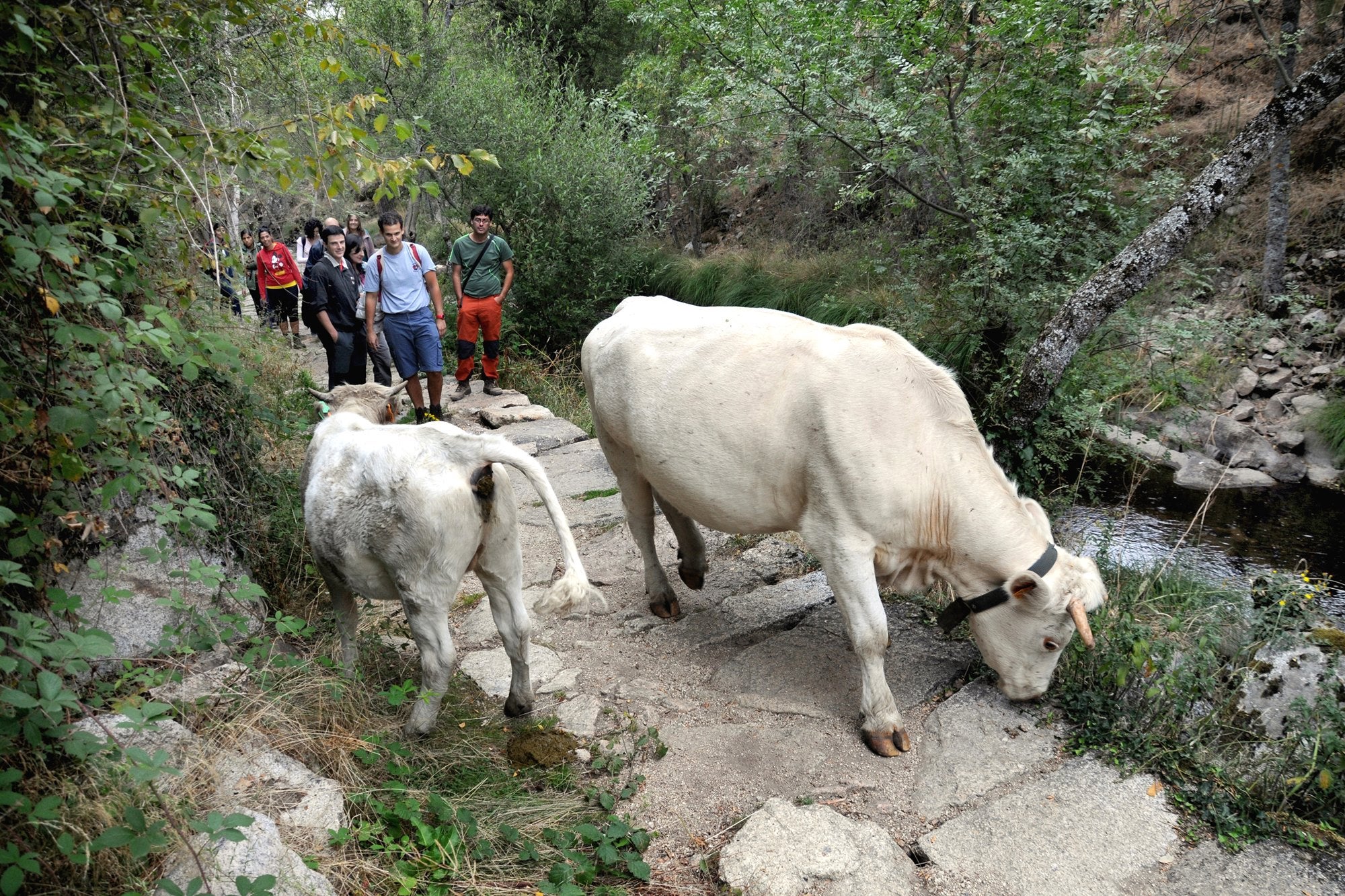 Camino de Santiago de Madrid Etapa 4 vacas en camino