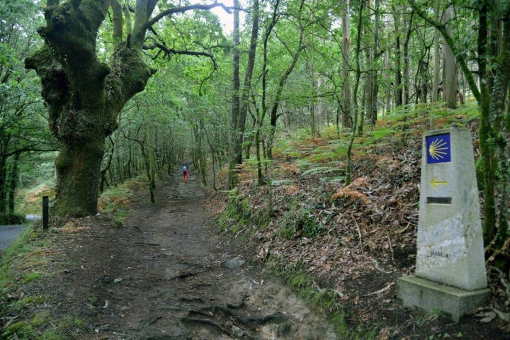 Bosque Camino de Santiago