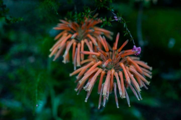 Una flor de aloe vera maculata crece a su antojo en los lugares más impensables del Camino.