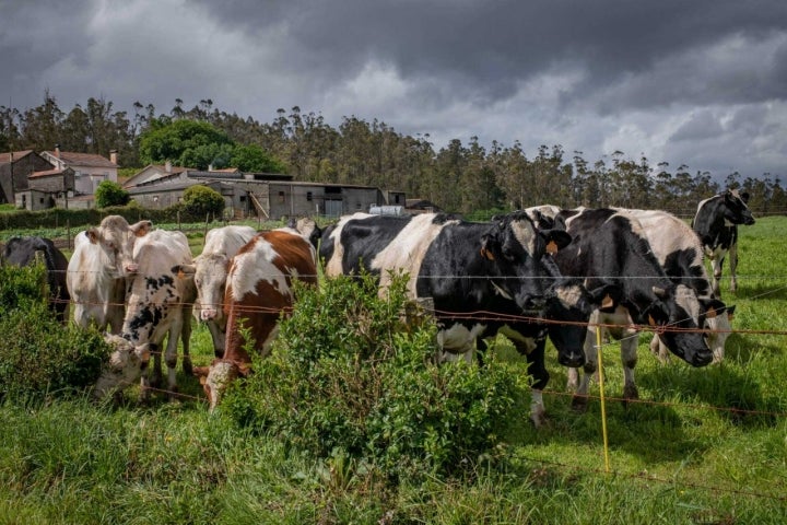 La famosa ternera gallega se cría en estas tierras agrícolas y ganaderas.