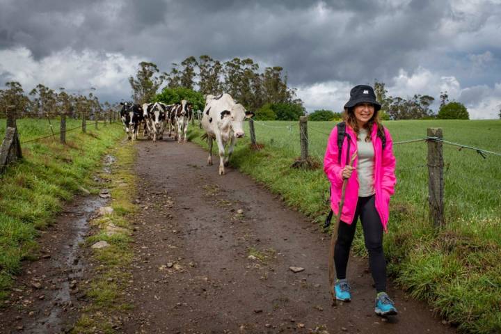 Las vacas, en formación, vuelven a casa tras una jornada en los jugosos prados.
