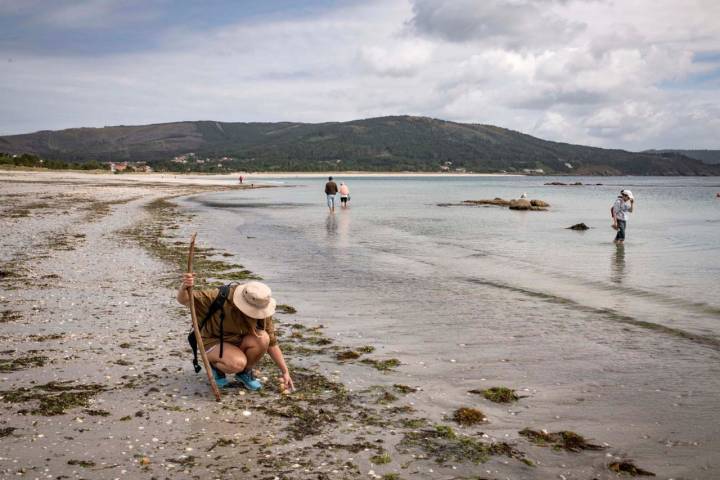 La playa de Langosteira está repleta de conchas de Santiago.